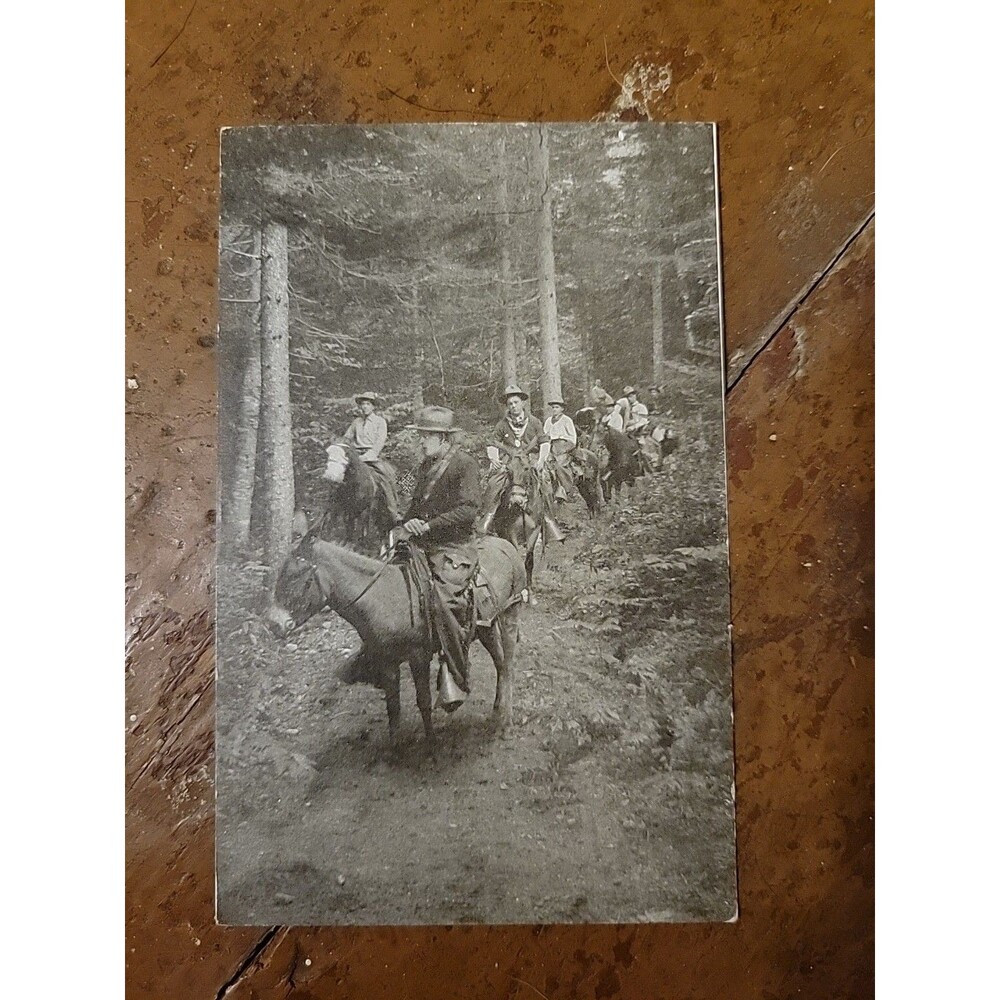 NH Bretton Woods Trail Ponies Rangers Pack Burro Molly Postcard Vtg B&W Unused